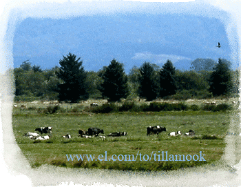 Dairy cows at Tillamook, Oregon