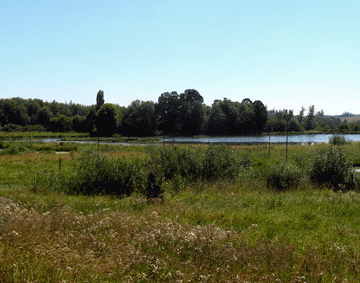 wetlands view
