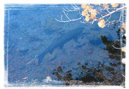 Fish at Wizard Falls Hatchery